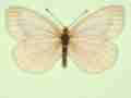 Pieris napi female (aberrant form pallidus + continua) (Internet Image property of respective owner, non-commercial use only)
